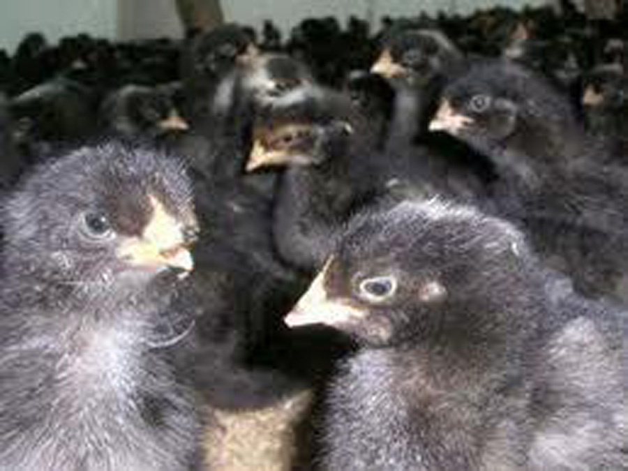 蘆花雞的生物學習性