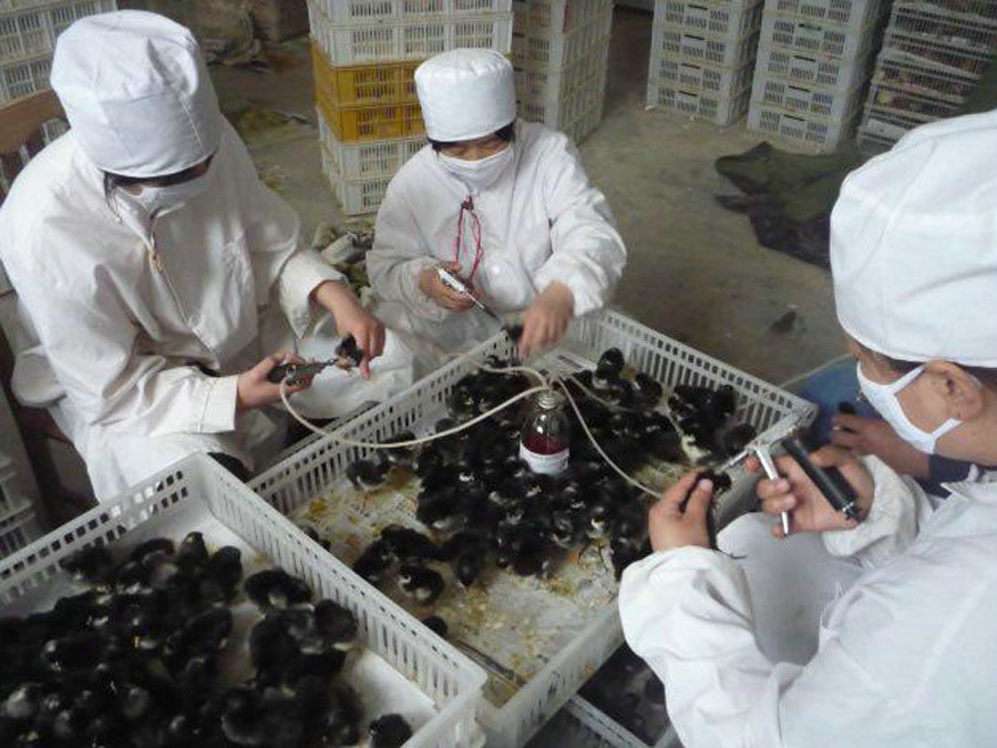 鳳岐茶社副總裁宋磊協同縣領導來公司考察