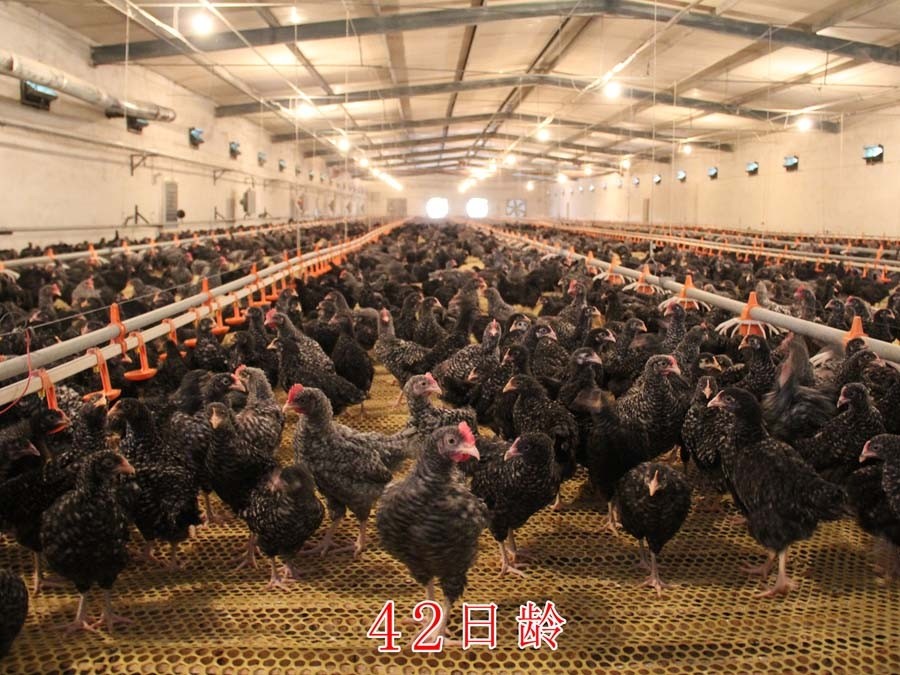 汶上蘆花雞的產地環境