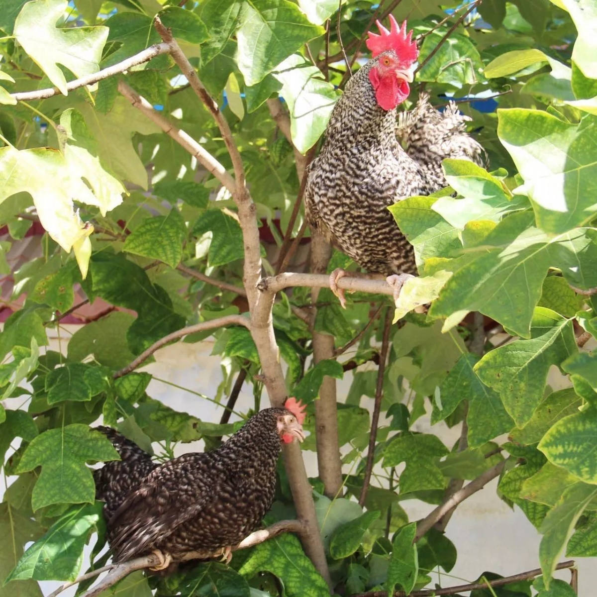 常見雞用傳統疫苗