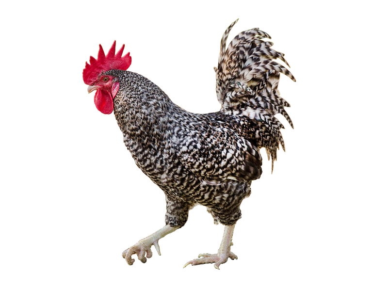 濟寧6個“土特產(chǎn)”