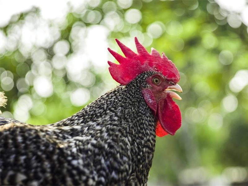 中華人民共和國農(nóng)業(yè)農(nóng)村部公告 | 汶上蘆花雞再次入選《國家 級畜禽遺傳資源保護(hù)名錄》