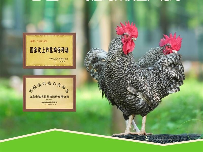 金秋農(nóng)牧 | 汶水牌汶上蘆花雞：用全產(chǎn)業(yè)鏈的嚴(yán)苛守護(hù)，重新定義餐桌安全